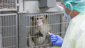 Mehrere Affen sollen bei Tierversuchen in Tübingen laut der Anklage unnötig gequält worden sein. (Symbolbild) Foto: dpa