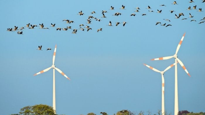 Vergiftete Greifvögel heizen Streit um Windräder an