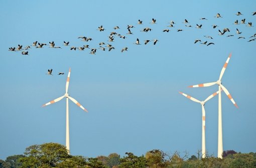 Naturschutz und Windenergie werden häufig gegeneinander ausgespielt Foto: dpa
