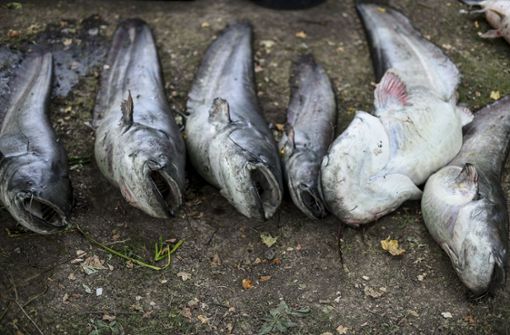 Tote Fische am Ufer des Max-Eyth-Sees in Stuttgart Foto: Lichtgut/Leif Piechowski