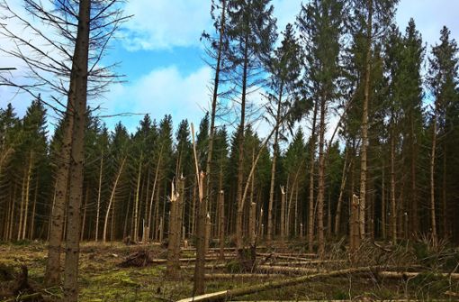 Flächenschäden, wie beim Orkan Lothar blieben den Wäldern erspart. Foto: Landratsamt Ludwigsburg