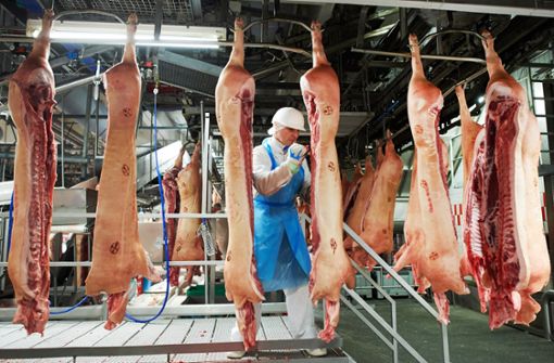Schweine und Rinder sollen vor ihrem Tod möglichst wenig leiden. Foto: dpa/Bernd Thissen