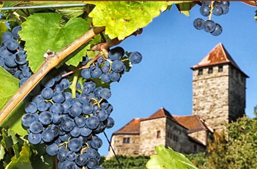 Auch an den Hängen unterhalb von Schloss Lichtenberg reifen die Trauben. Die Weingärtner erwarten einen guten Rotwein. Foto: Ralf Poller/Avanti