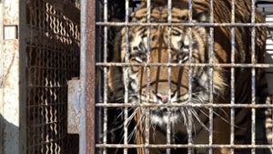 Die Tiger waren tagelang auf engstem Raum eingepfercht. Foto: AFP/STRINGER