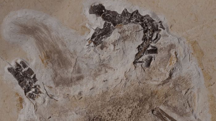 Naturkundemuseum Karlsruhe: Dino-Fossil ramponiert  Experten den Ruf