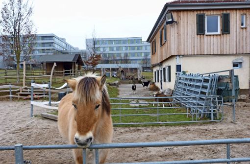Neben Ziegen, Hasen und Schafen gibt es auf dem Stadtteilbauernhof auch Pferde. Foto:  