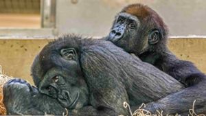 Schwäbische Gorillas  verlassen Kindergarten