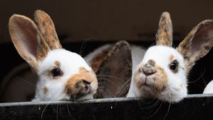 Bei Kaninchen wird der Eisprung (Ovulation, von lateinisch „ovulum“, Verkleinerungsform von „ovum“, Ei) durch die männliche Stimulation während des Deckaktes ausgelöst. Foto: dpa/Holger Hollemann