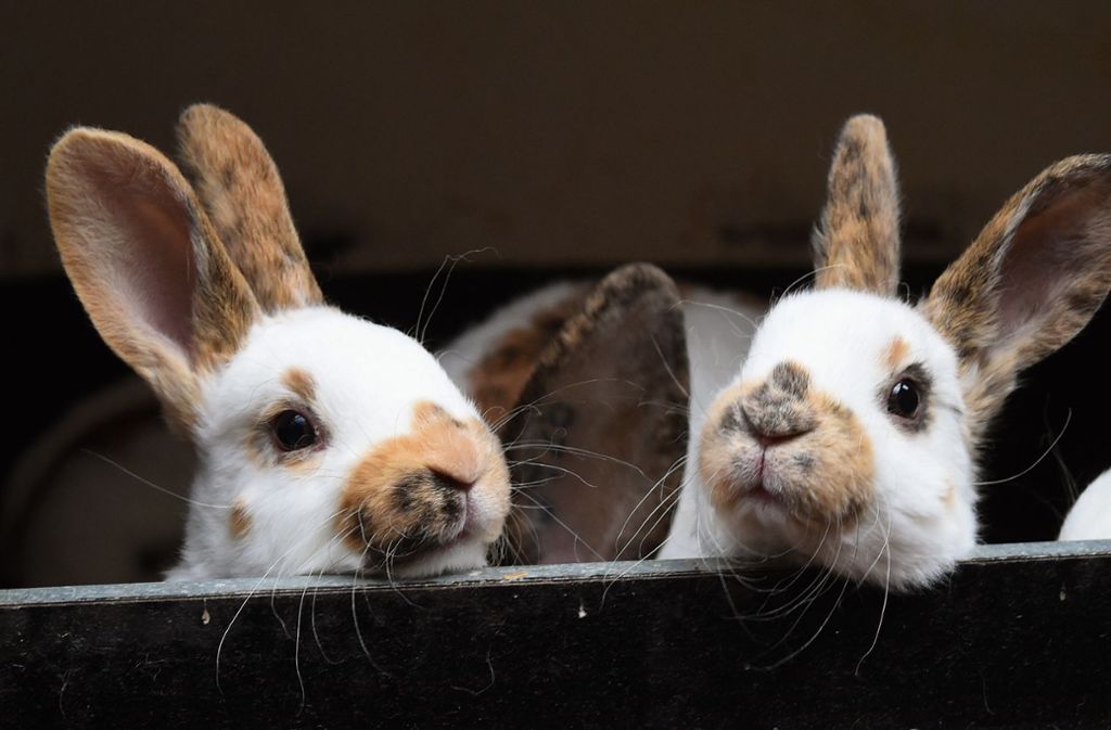Bei Kaninchen wird der Eisprung (Ovulation, von lateinisch „ovulum“, Verkleinerungsform von „ovum“, Ei) durch die männliche Stimulation während des Deckaktes ausgelöst.