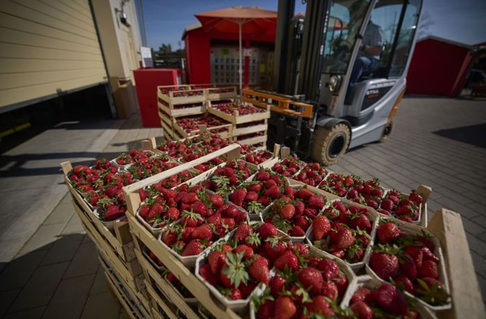 Obst und Gemüse aus Rems-Murr-Kreis: Landwirte leiden unter  kaltem Frühjahr