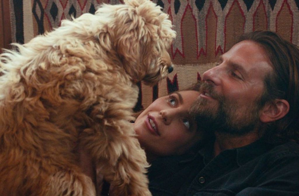Charlie heißt der Hund von Bradley Cooper, der in dem Musik-Liebesdrama „A Star is born“ mitspielte. Dafür hat die Tierrechtsorganisation Peta den Schauspieler mit einem Preis geehrt.