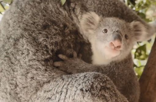 Koala-Baby Ellie entzückt die Besucher im Symbio Wildlife Park bei Sydney. Foto: Glomex