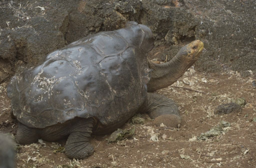 Der 100-jährige Diego ist eine Schildkröte der besonderen Art: Er zählt zu den Española-Riesenschildkröten, die jahrelang vom Aussterben bedroht waren.