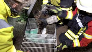 Katze nach Unfall aus Abwasserrohr gerettet