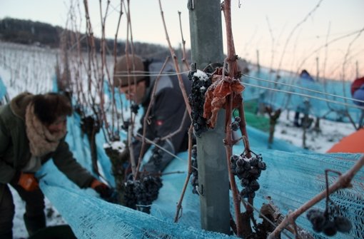Bei minus 11 Grad  lesen  die Fellbacher Weingärtner am Montagmorgen  doch noch Eiswein. Foto: Eva Herschmann