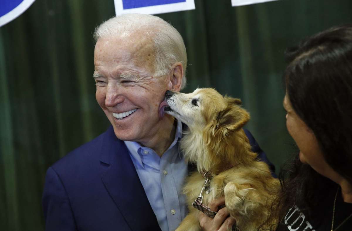 Nein, das ist nicht Joe Bidens Hund – Champ und Major sind um einiges größer als dieser Schoßhund einer Wählerin.