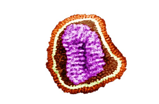 So sieht das Influenza-Virus aus. Foto: www.cdc.gov/flu//Cynthia Goldsmith