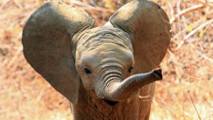 Baby-Elefant  fällt Kot auf den Kopf