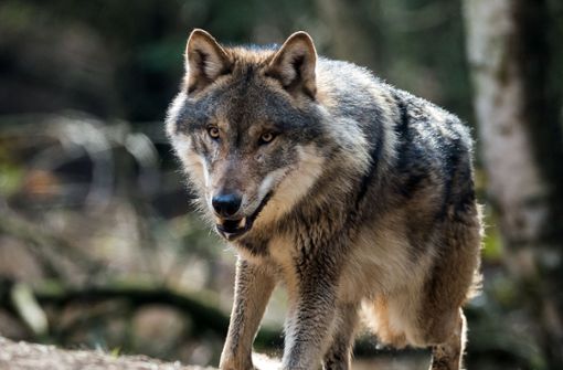Im Schwarzwald haben Touristen einen Wolf gesichetet. (Symbolbild) Foto: dpa
