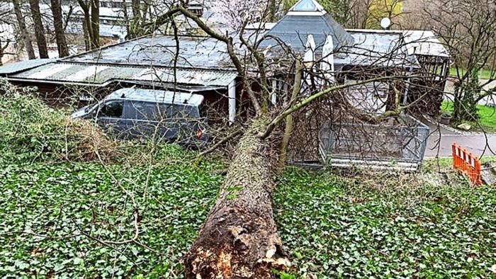 Baum stürzt auf Lokal am Villa-Berg-Park