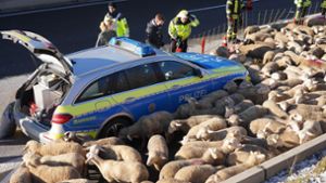Tiertransporter brennt – Schafe gerettet, A8 voll gesperrt