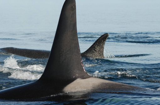 Orcas  werden auch  Schwert- oder Killerwale genannt (Symbolbild). Foto: IMAGO/Cover-Images