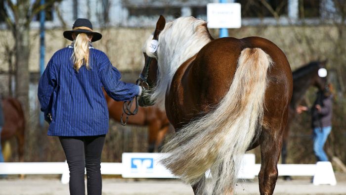 Pferdemarkt-Jubiläum soll mehr als 70 000 Euro kosten