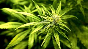 Eine blühende Cannabis-Pflanze Foto: dpa