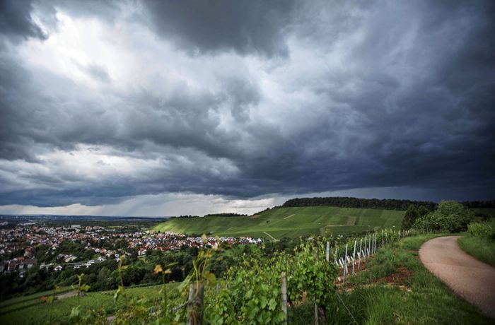 Die EU und der Pflanzenschutz: Steht der Weinbau vor dem Aus?