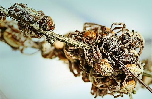 Manche Spinnen leben in sozialen Verbänden und sorgen füreinander. Foto: Uni Greifswald
