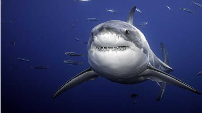 Was macht man bei einem Hai-Angriff?