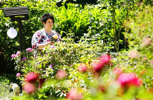 Der eigene Garten – in Stuttgart erlebt der Schrebergarten einen  Boom. Foto: dpa/Roland Weihrauch