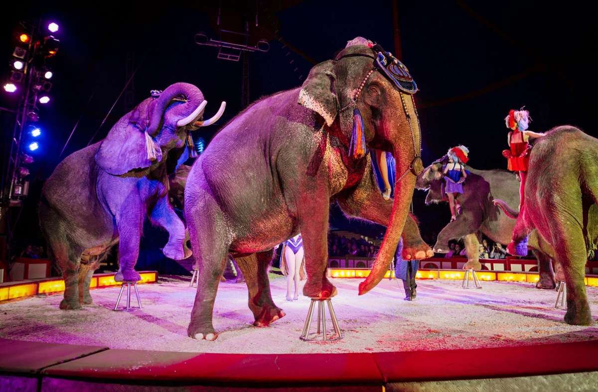 Der Circus Krone ist nicht allein mit seinen Nöten. Es gibt zahlreiche andere Zirkusse in Deutschland. Foto: dpa/Christoph Schmidt