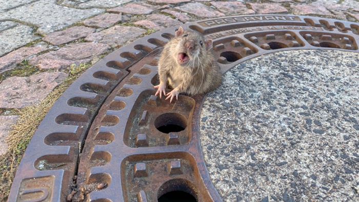 Rattenplage nicht nur in Schorndorf