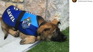 Der Hund, der zu lieb für den Polizeidienst war