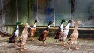 Wie acht Enten helfen, die Umwelt zu schützen