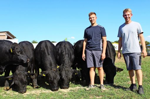 Patrick (links) und Friedrich Haag ist es wichtig, dass es ihren Black-Angus-Rindern gut geht. Die Rasse kommt ursprünglich aus Schottland. Foto: Tilman Baur