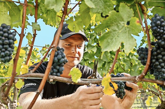 Auswanderer in Neuseeland: „Magischer“ Weinort statt Stuttgarter Westen