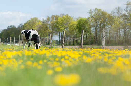 Eine trächtige Kuh ist  auf einer Weide im Ort Neusitz von Unbekannten  angegriffen worden. (Symbolfoto) Foto: dpa