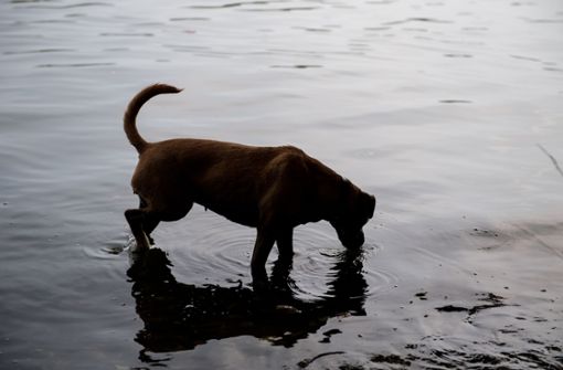 Die Tierrechtsorganisation Peta fordert einen Hundeführerschein in Baden-Württemberg. Foto: Robert Günther/dpa-tmn
