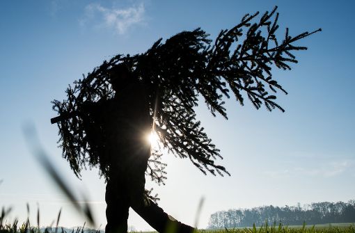 Ein betrunkener junger Mann hat in Vaihingen/Enz einen Weihnachtsbaum mitgehen lassen (Symbolfoto). Foto: dpa