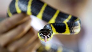 Ein Schlangen-Experte zeigt eine giftige Mangroven-Nachtbaumnatter in einer Schlangenfarm in Bangkok (Thailand). Giftige Schlangen sind eine Gefahr für fast sechs Milliarden Menschen weltweit. Jeden Tag werden fast 7400 Menschen von giftigen Schlangen gebissen, 2,7 Millionen Menschen im Jahr. Foto: Diego Azubel/EPA/dpa