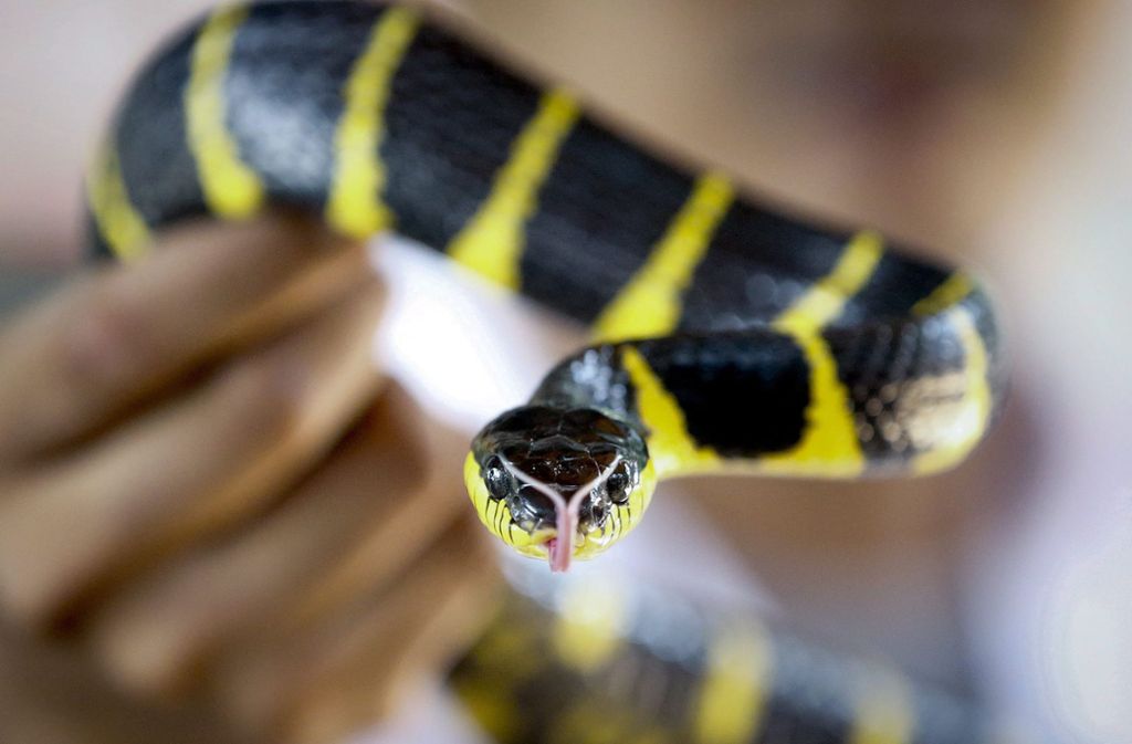 Ein Schlangen-Experte zeigt eine giftige Mangroven-Nachtbaumnatter in einer Schlangenfarm in Bangkok (Thailand). Giftige Schlangen sind eine Gefahr für fast sechs Milliarden Menschen weltweit. Jeden Tag werden fast 7400 Menschen von giftigen Schlangen gebissen, 2,7 Millionen Menschen im Jahr.