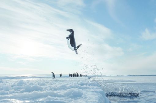 Ein Bild für die Ewigkeit: ein Pinguin springt in die Luft, um vom Wasser aufs Eis zu gelangen, und der Fotograf drückt im richtigen Augenblick auf den Auslöser. Foto: Vincent Munier