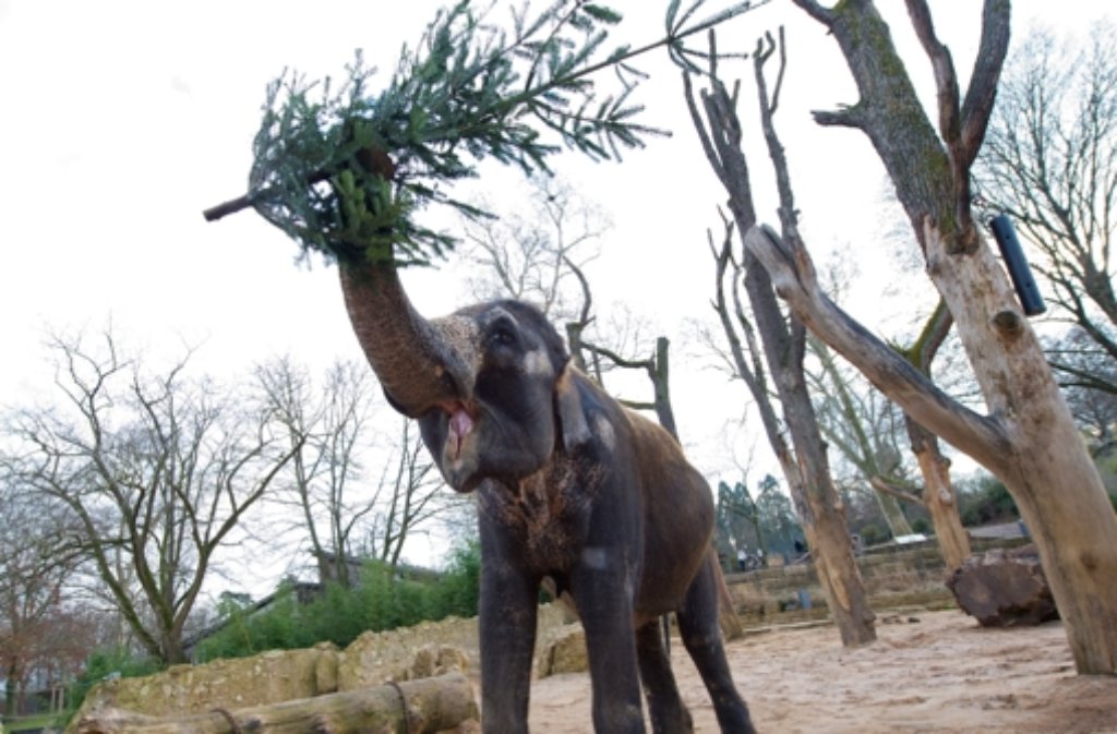 Ein Hoch auf die Nach-Weihnachtszeit: Nicht verkaufte Tannenbäume lassen sich dieser Tage die Elefanten in der Stuttgarter Wilhelma schmecken.