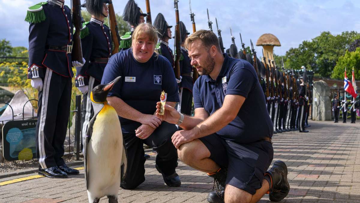 Schottland: Pinguin zum Generalmajor befördert