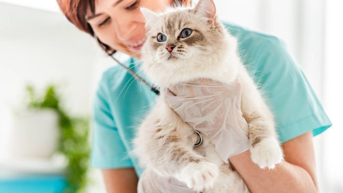 Tierarztkosten-Erhöhung 2022 - Katze (Tabelle)