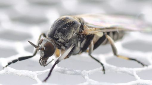 Nahaufnahme einer Kriebelmücke: Forscher gehen davon aus, dass Kriebelmücken in Zukunft häufiger in Deutschland vorkommen werden.  Foto: Dorian D. Doerge/Senckenberg Biodiversität und Klima Forschungszentrum/dpa