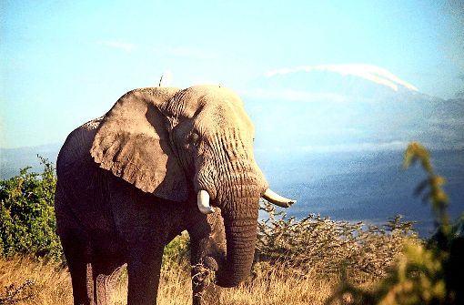 Tansania verfügt mit der Serengeti, Kilimandscharo (im Bild) und Selous-Park über viele Naturschönheiten. Das ostafrikanische Land setzt sie aufs Spiel. Der Preis für den Fortschritt? Foto: dpa