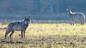 Der Wolf wird wieder vermehrt in der Region gesichtet – etwa bei Sersheim. Foto: dpa